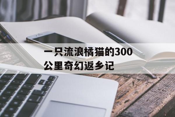 一只流浪橘猫的300公里奇幻返乡记-第1张图片- 一只流浪橘猫的300公里奇幻返乡记-第1张图片-